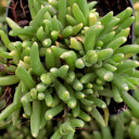 Delosperma HOTCAKES® 'Saucy Strawberry'