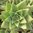 Echeveria agavoides 'Lipstick'