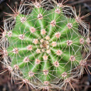 Echinopsis mamillosa - Top View