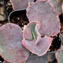Echeveria 'The Rose' [limited] (stress colors) - December