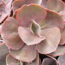 Echeveria 'The Rose' - March