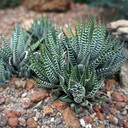 Haworthiopsis fasciata - Zebra Plant (Mature)