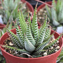 Haworthia fasciata - Zebra Plant [large]