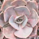 Echeveria 'Dusty Rose'