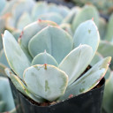 Echeveria 'Blue Dude'