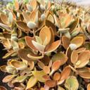 Kalanchoe orgyalis - Copper Spoons