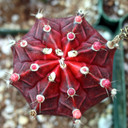 Gymnocalycium mihanovichii - Grafted Moon Cactus [purple] [large] - February