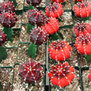 Gymnocalycium mihanovichii - Grafted Moon Cactus [purple] [large] - February