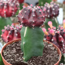 Gymnocalycium mihanovichii - Grafted Moon Cactus [purple]