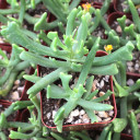 Rhombophyllum dolabriforme - Elkhorn Plant