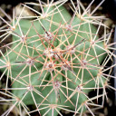 Thelocactus setispinus - Miniature Barrel Cactus