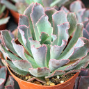 Echeveria 'Neon Breakers' (side view)