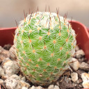 Mammillaria haageana