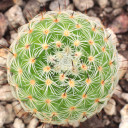 Mammillaria haageana