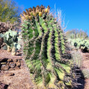 Ferocactus wislizeni - Fishhook Barrel Cactus (Mature)