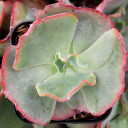 Echeveria 'Fire and Ice'