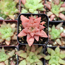 Haworthia retusa f. geraldii - June