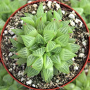 Haworthia retusa f. geraldii [large]