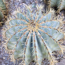 Ferocactus glaucescens - Blue Barrel Cactus (mature)