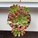 Graptoveria 'Bashful' (Photo by Reddit user kruton1024)