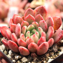 Graptoveria 'Bashful' - Stress Colors