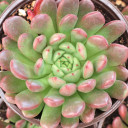 Graptoveria 'Bashful' [large]