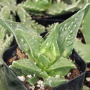 Faucaria tuberculosa - "Toothless"