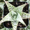 Aloe meyeri x 'Doran Black'