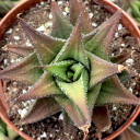 Haworthiopsis venosa ssp. granulata - May (stress colors)