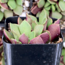 Anacampseros rufescens - Side View