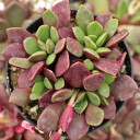 Anacampseros rufescens - Sand Rose [large]
