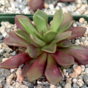 Anacampseros rufescens - Sand Rose  [large] - May