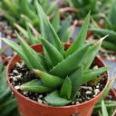 Alworthia pentagona 'Black Gem' [large]