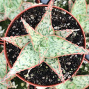 Aloe 'Pink Blush' [large]