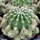 Echinobivia 'Rainbow Bursts'