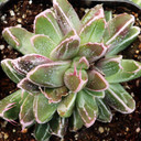 Faumatium hybrid - July