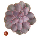 Perle von Nurnberg