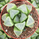 Haworthia retusa