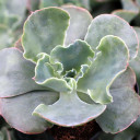Echeveria 'Curly Locks'