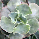 Echeveria 'Curly Locks'