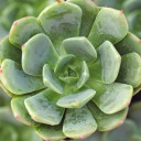 Echeveria 'Sofia'