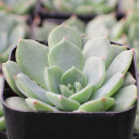 Echeveria 'Sofia'