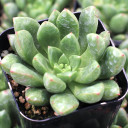 Pachyveria 'Spring Bouquet' PP30341