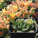 Pachyveria 'Spring Bouquet' PP30341 - April