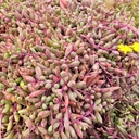 Othonna capensis 'Ruby Necklace' (Mature)