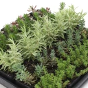 Hardy Sedum Bulk 25 Tray - 5 Types - 2in Pots - Alt