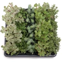 Hardy Sedum Bulk 25 Tray - 5 Types - 2in Pots