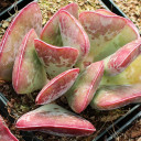 Adromischus triflorus 'Calico Hearts'