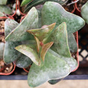Adromischus triflorus 'Calico Hearts' [large] - April