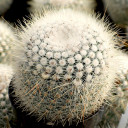 Parodia rudibuenekeri